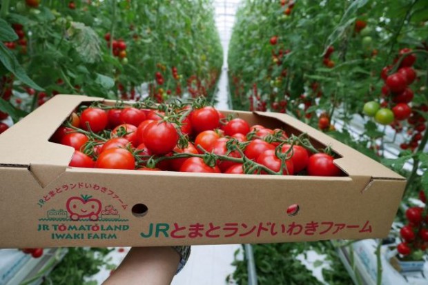 JR東日本グループ、太陽光利用型植物工場トマトを様々なメニューで採用。六次産業化による地域活性化も