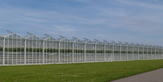 UAE初・最新の太陽光利用型植物工場ベンチャー。来年夏にトマトを初収穫