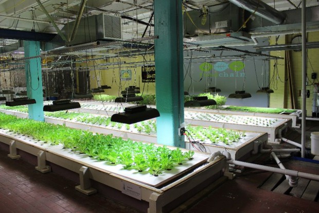 米国の都市型・植物工場NPO「フード・チェイン」がローカル・フードシステム確立のため30万ドルの資金調達を開始