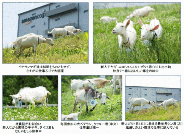 Amazon、多治見フルフィルメントセンターでヤギによる「エコ除草」を実施