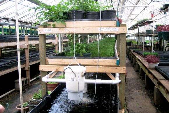 魚の養殖と野菜の水耕栽培を一体化したアクアポニクス