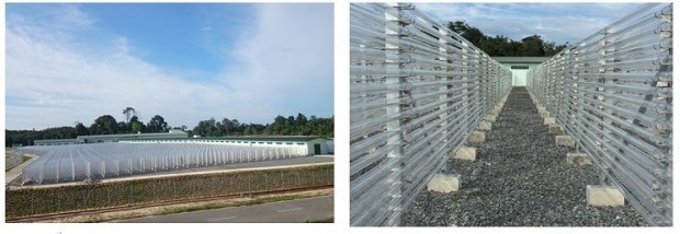 三菱商事、ブルネイにおける藻類アスタキサンチン生産工場の稼働開始