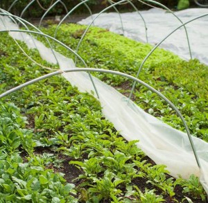 カナダ・エドモント市による法改正、植物工場や屋上菜園など生産方式の明確化