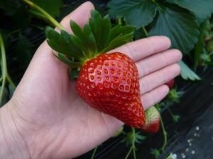 千葉県によるイチゴの新品種「チーバベリー」、3月以降も安定生産・観光農園にも最適