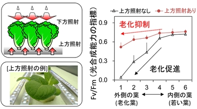 千葉大学、植物工場における葉の老化抑制を実現する新たな植物栽培システムを開発