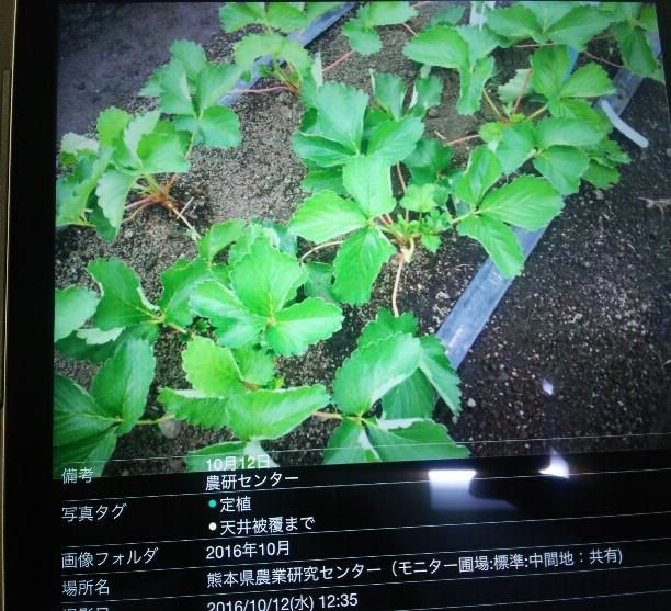 イチゴ新品種「ゆうべに」、JAグループ熊本が位置情報活用クラウド「cyzen」を導入開始
