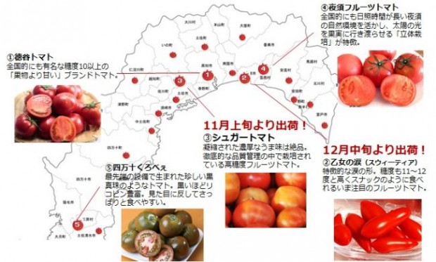 高知が発祥の地・冬が旬の「フルーツトマト」ユニークな冬春トマトが11月より順次出荷開始