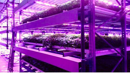 富士通など、フィンランドに完全人工光型植物工場を活用する農作物の生産・販売を行う新会社を設立