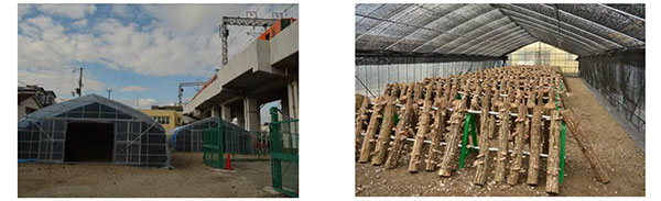阪神電鉄、鉄道高架下にて植物工場だけでなくハウスによる原木シイタケ栽培も開始