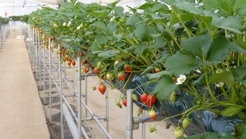 施設見学・解説プログラム『低コスト型・イチゴ栽培施設（太陽光利用型施設）』