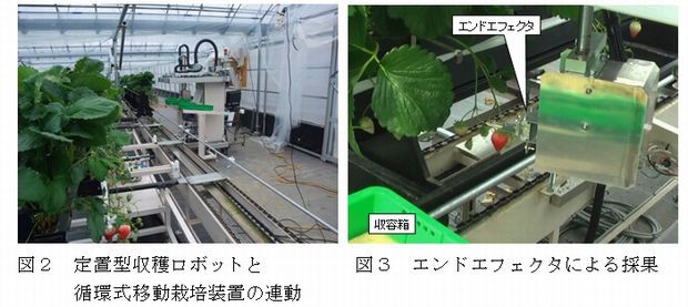昼間にも収穫可能な定置型のイチゴ収穫ロボットを開発