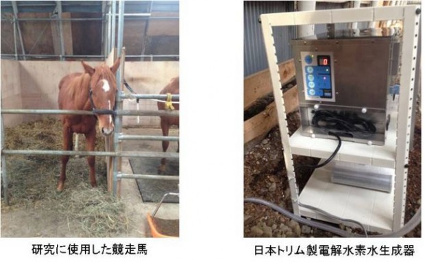日本トリム、競走馬の90％が胃潰瘍を保有。電解水素水の飲用による予防効果を発表