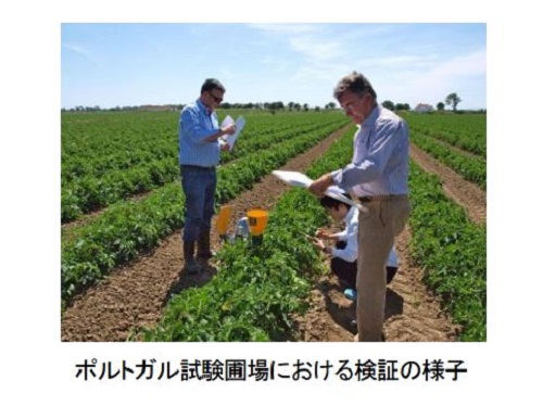 カゴメ、NECと共同で最先端の加工用トマト栽培技術の開発に着手。ポルトガル試験農場では１ha・１４６トンを達成