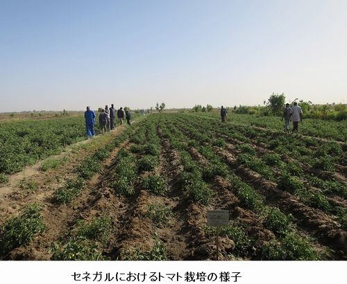 カゴメ、セネガルにおけるトマト栽培・加工事業準備調査を開始