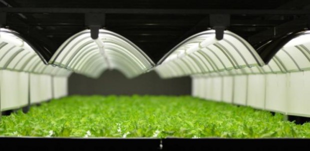 バイテックＨＤグループ、鹿児島県薩摩川内に完全人工光型植物工場を新設。結球レタス等の生産を予定