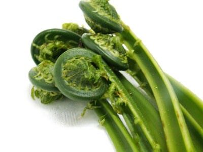 山菜コゴミ・エキス、真皮のコラーゲン・ヒアルロン酸産生と表皮細胞の増殖促進を確認