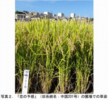 近畿中国四国農業研究センター、新たな高温耐性・多収品種として水稲「恋の予感」を開発