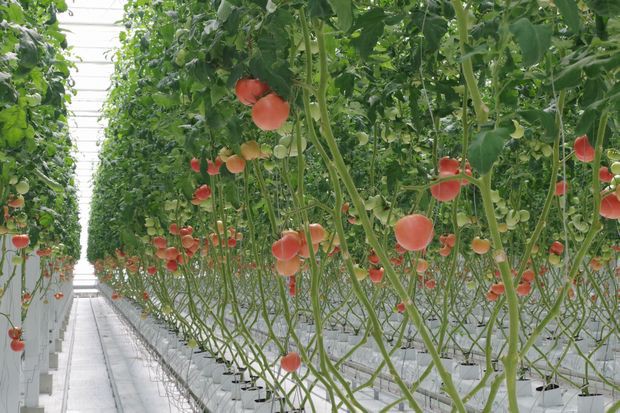 植物工場によるトマト生産拠点の四万十町をメインに「高知トマトサミット」東京・高知で3月開催
