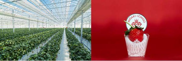 イチゴ植物工場のGRA、新規就農者に対する総合支援サービスを展開