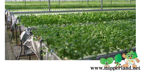 三菱樹脂、中国・無錫市に太陽光利用型植物工場の販売拠点を設立