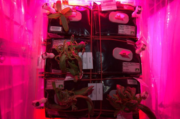 国際宇宙ステーション・植物工場にて初の食用花の栽培に成功