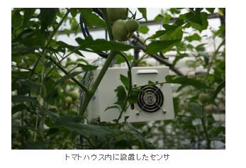 NEC、JA小松のトマト農家へICTクラウドサービスを提供