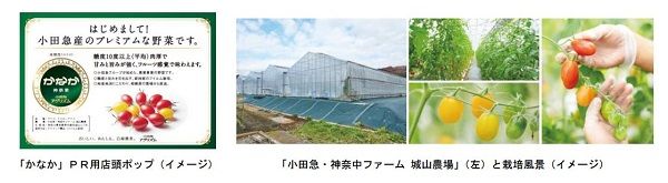 小田急電鉄と神奈川中央交通、ICT技術を活用した施設栽培による高糖度トマトを販売
