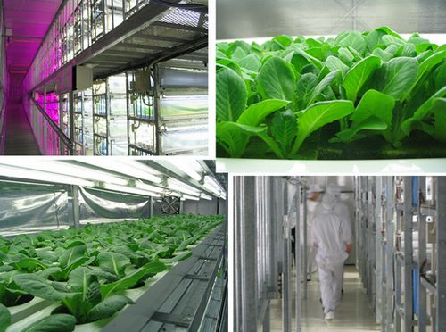 沖縄県内にて最大規模の完全人工光型植物工場による出荷がスタート。部屋ごとに栽培品目と温度帯を変えて生産（おおぎみファーム）