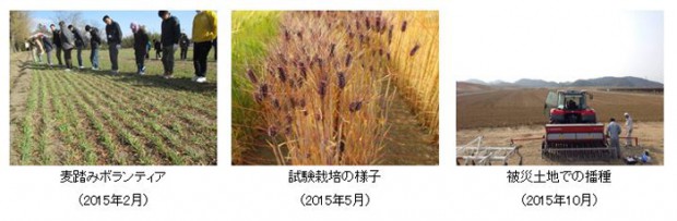 アサヒグループHDなど、宮城県東松島市で高付加価値作物の育成を目的に大麦栽培