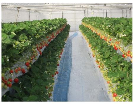 オリエンタルランド、ディズニー向けイチゴを北海道・ハウス高設栽培にて自社生産