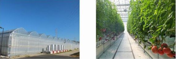 太陽光利用型植物工場にてディズニーリゾート向けトマトを自社生産