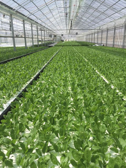 オリックスが太陽光利用型植物工場による水耕ホウレン草の生産へ。新法人を長野県八ヶ岳高原に設立