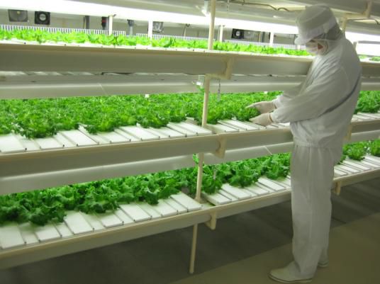 富山市に建設予定のエゴマの栽培を目的とした完全人工光型植物工場にてフィリップス社の育成用LEDを導入