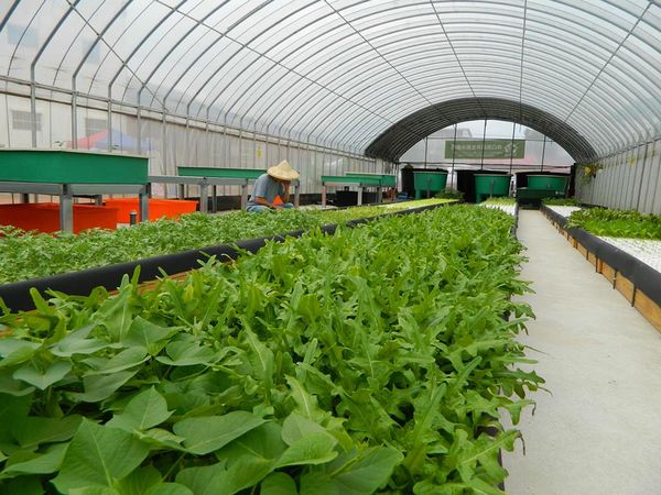 台湾「国際果実・野菜見本市」展示会、植物工場プラントメーカーからアクアポニックまで幅広く出展