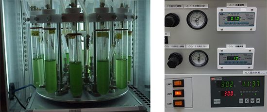 光合成によるバイオプラスチックの生産効率で世界最高レベル達成／理化学研究所