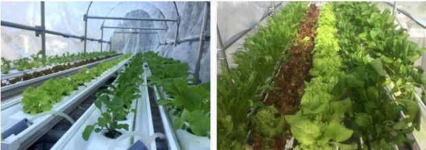 セプトアグリ、液肥を使用しない水耕栽培・屋外設置型ユニット「EZ水耕菜園」の販売受付を開始