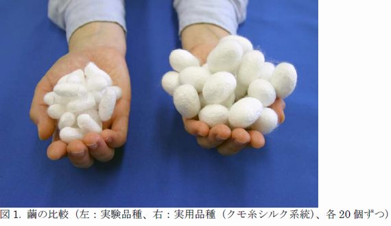 農業生物資源研究所、1.５倍切れにくいシルク・クモ糸を紡ぐカイコの実用品種化に成功