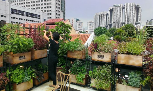 シンガポールでの都市型農業ブーム。自然公園エリアの貸農園も予約待ちへ