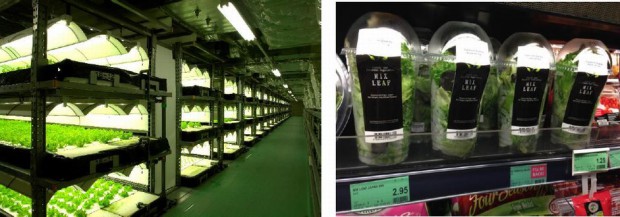 LA DITTA、人工光型植物工場のASEAN輸出に向けシンガポール１８店舗でテスト販売