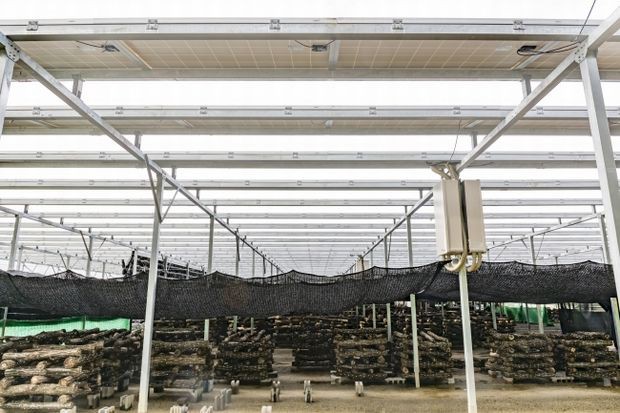 富士種菌と三喜工務店が連携し、シイタケ栽培と太陽光発電のシェアリング事業を展開