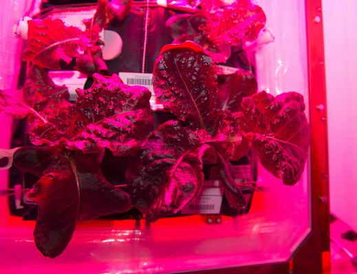 国際宇宙ステーション内の植物工場にてレタスを初めて試食