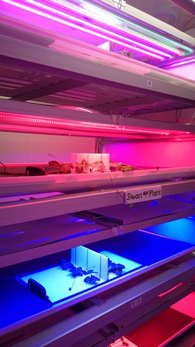 スタンシステム、LED植物工場にIBMクラウド「SoftLayer」を活用。栽培情報ビックデータ分析に基づいたレシピ開発も