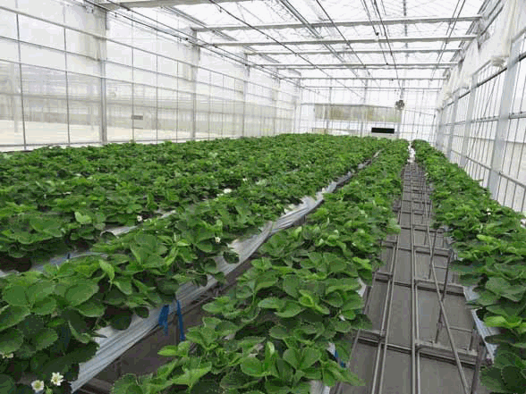 青森銀行・産学官金連携による寒冷地型植物工場の新設と六次産業化支援へ