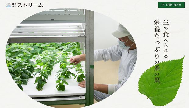 長野県岡谷市の３社が新会社設立。植物工場にて生食用の桑を栽培