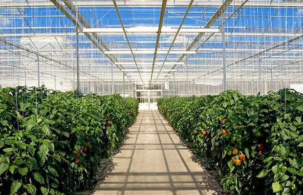 カナダ・サンセレクト社、植物工場によるトマト・パプリカの生産施設拡大
