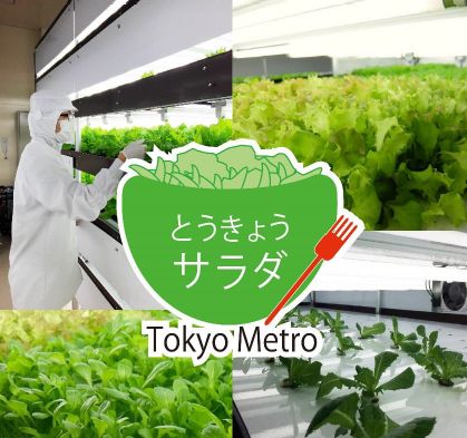 東京メトロによる植物工場、とうきょうサラダとして販売開始
