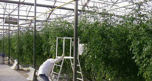 事例3：カゴメの農業参入。大規模ハイテク栽培にてトマトを生産。国内生産量の１．５％を占める。
