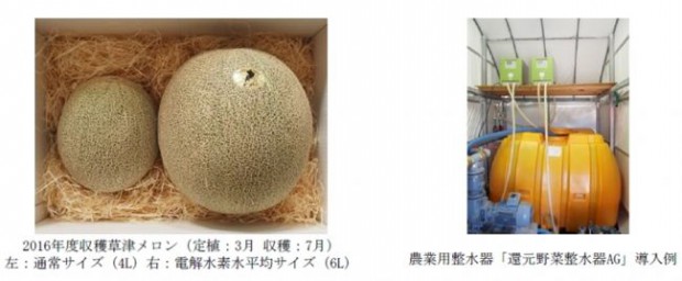 日本トリム、電解水素水の農業活用により草津メロンの収穫量130％向上、糖度18度前後のメロンを収穫