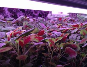 就労支援NPOに弊社の低コスト型植物工場を導入、高機能野菜の研究へ