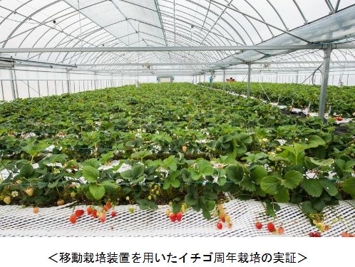 ヤンマー「バイオイノベーションセンター倉敷ラボ」が本格稼働。移動栽培装置を活用したイチゴの周年栽培試験など